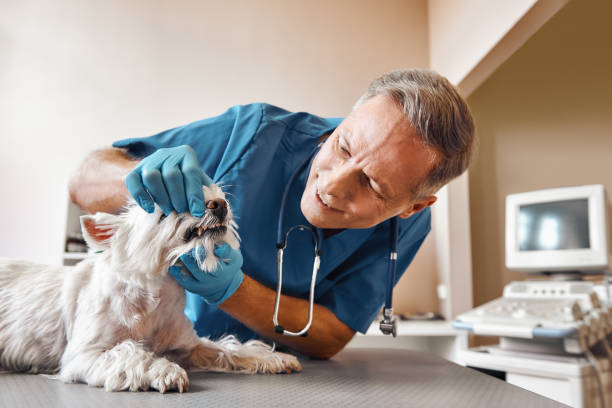 Best 24-Hour Emergency Dental Care in Fort Sumner, NM